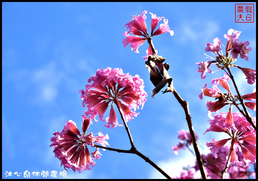 台中景點|沐心泉休閒農場．季節限定黃金楓與白雪木的浪漫大道 @假日農夫愛趴趴照