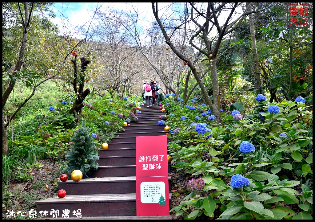 台中景點|沐心泉休閒農場．季節限定黃金楓與白雪木的浪漫大道 @假日農夫愛趴趴照