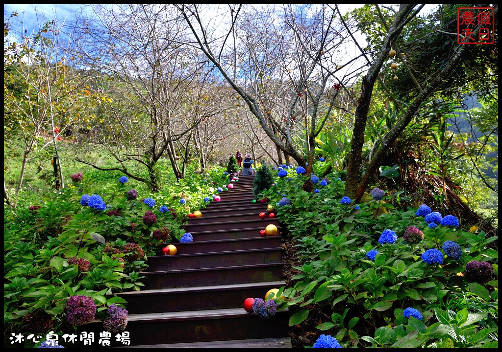 台中景點|沐心泉休閒農場．季節限定黃金楓與白雪木的浪漫大道 @假日農夫愛趴趴照