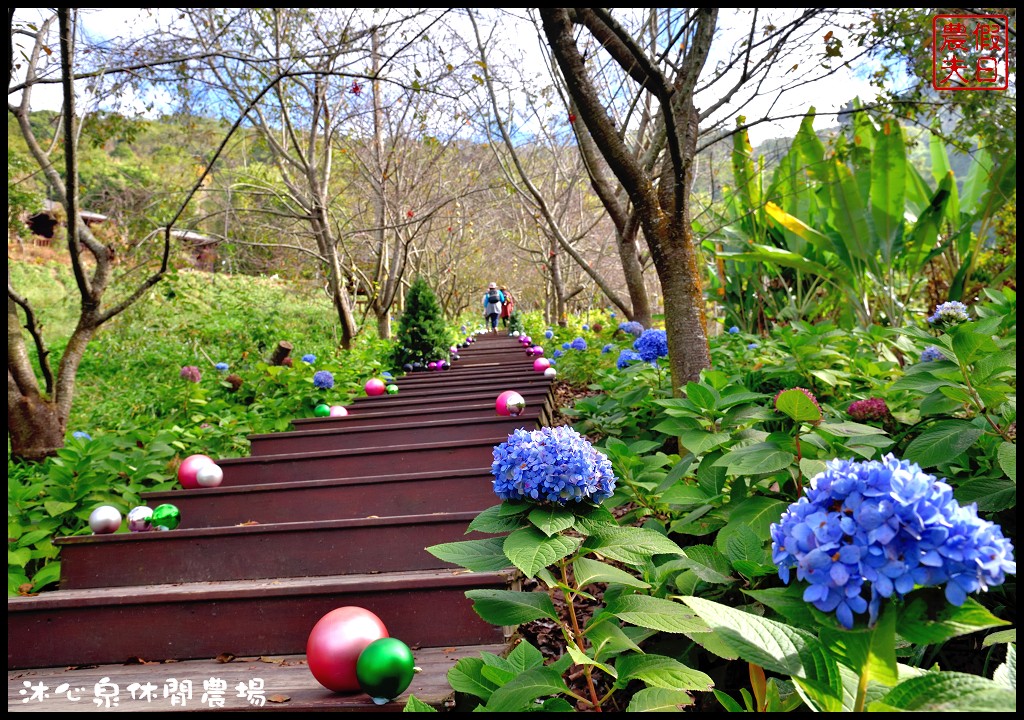 台中景點|沐心泉休閒農場．季節限定黃金楓與白雪木的浪漫大道 @假日農夫愛趴趴照