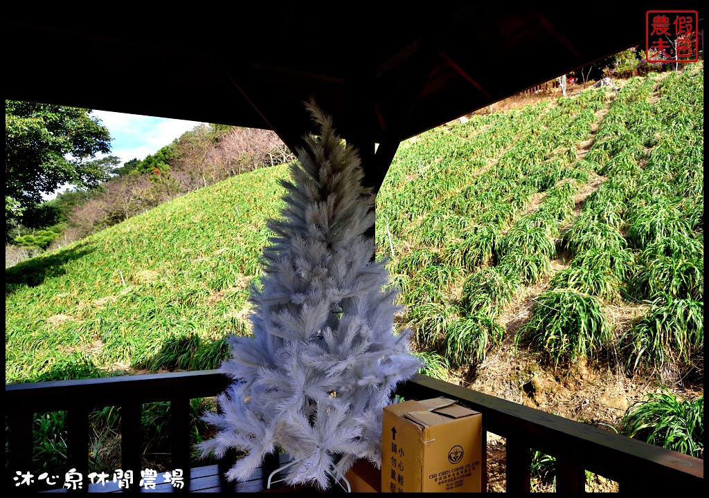 台中景點|沐心泉休閒農場．季節限定黃金楓與白雪木的浪漫大道 @假日農夫愛趴趴照