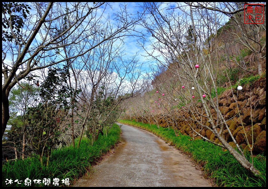 台中景點|沐心泉休閒農場．季節限定黃金楓與白雪木的浪漫大道 @假日農夫愛趴趴照