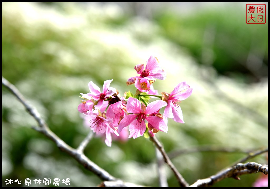 台中景點|沐心泉休閒農場．季節限定黃金楓與白雪木的浪漫大道 @假日農夫愛趴趴照