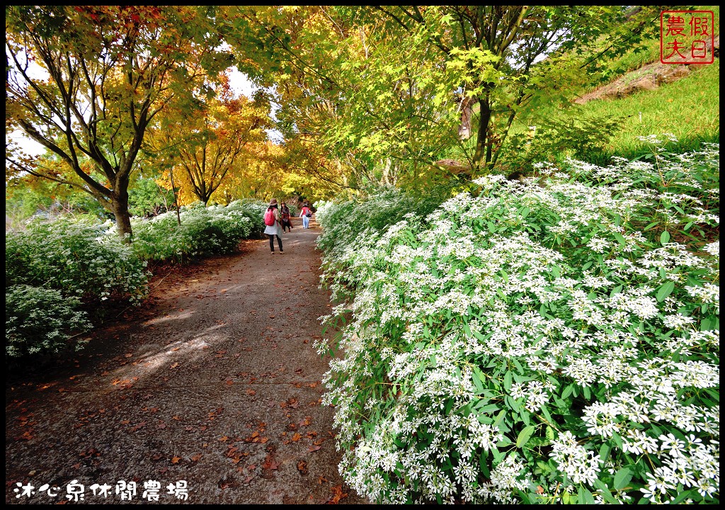 台中景點|沐心泉休閒農場．季節限定黃金楓與白雪木的浪漫大道 @假日農夫愛趴趴照