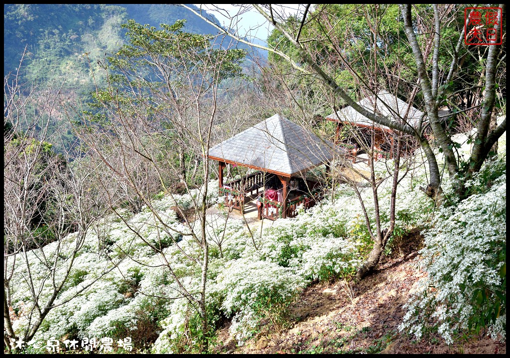 台中景點|沐心泉休閒農場．季節限定黃金楓與白雪木的浪漫大道 @假日農夫愛趴趴照