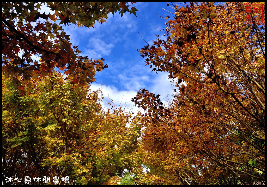 台中景點|沐心泉休閒農場．季節限定黃金楓與白雪木的浪漫大道 @假日農夫愛趴趴照