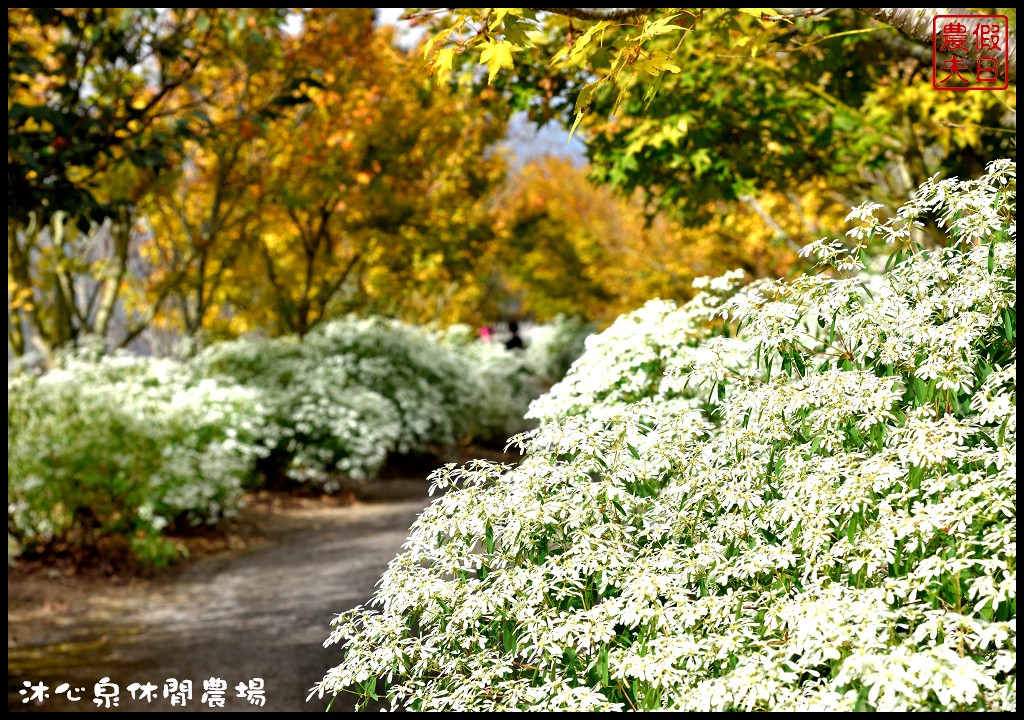 台中景點|沐心泉休閒農場．季節限定黃金楓與白雪木的浪漫大道 @假日農夫愛趴趴照