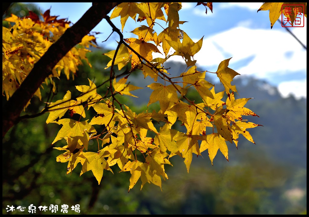 台中景點|沐心泉休閒農場．季節限定黃金楓與白雪木的浪漫大道 @假日農夫愛趴趴照