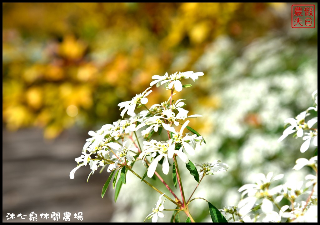 台中景點|沐心泉休閒農場．季節限定黃金楓與白雪木的浪漫大道 @假日農夫愛趴趴照