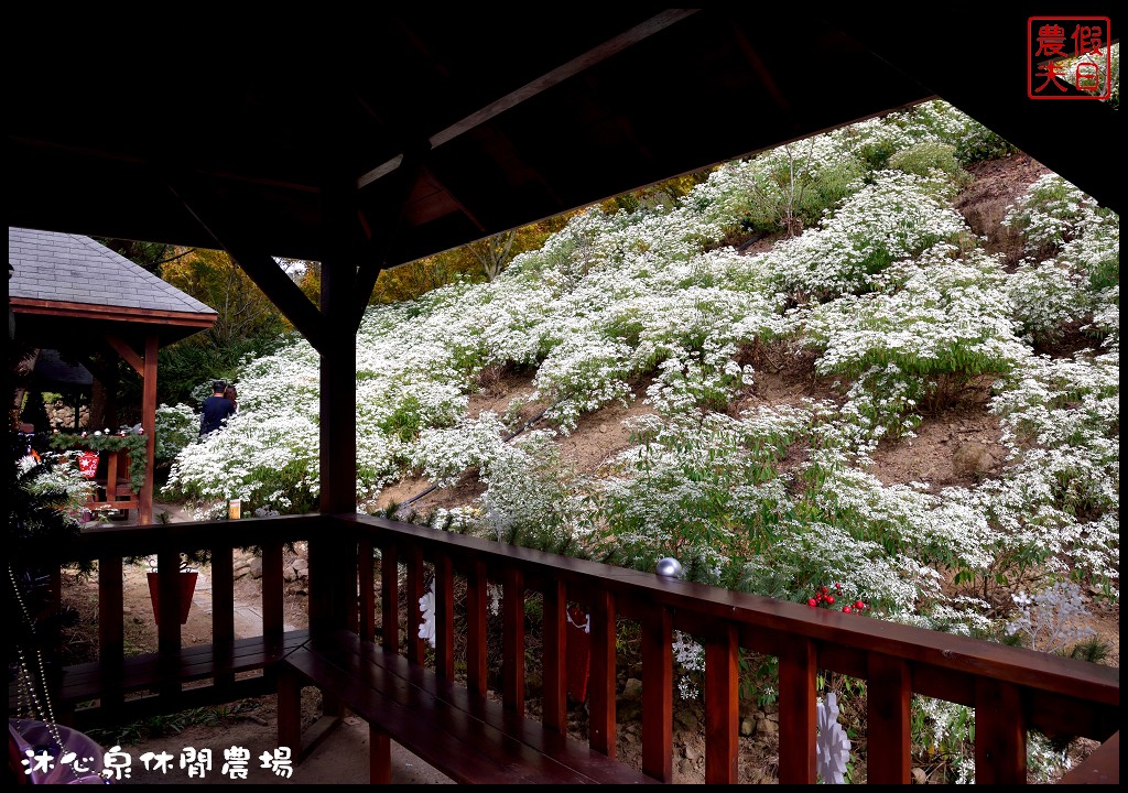 台中景點|沐心泉休閒農場．季節限定黃金楓與白雪木的浪漫大道 @假日農夫愛趴趴照