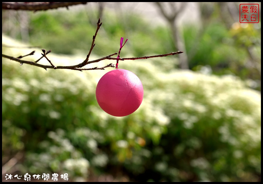 台中景點|沐心泉休閒農場．季節限定黃金楓與白雪木的浪漫大道 @假日農夫愛趴趴照