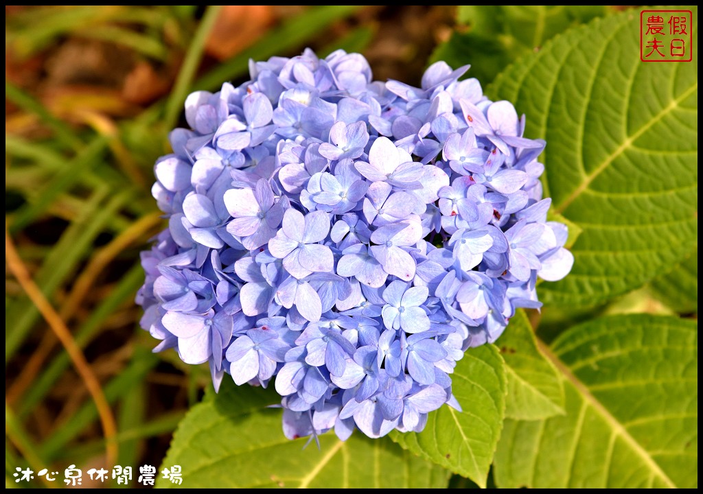 台中景點|沐心泉休閒農場．季節限定黃金楓與白雪木的浪漫大道 @假日農夫愛趴趴照