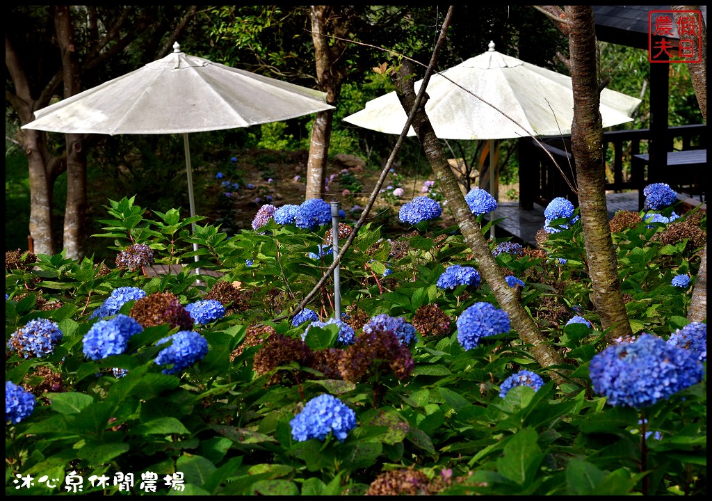 台中景點|沐心泉休閒農場．季節限定黃金楓與白雪木的浪漫大道 @假日農夫愛趴趴照