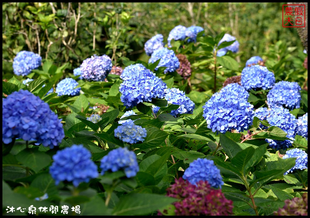 台中景點|沐心泉休閒農場．季節限定黃金楓與白雪木的浪漫大道 @假日農夫愛趴趴照