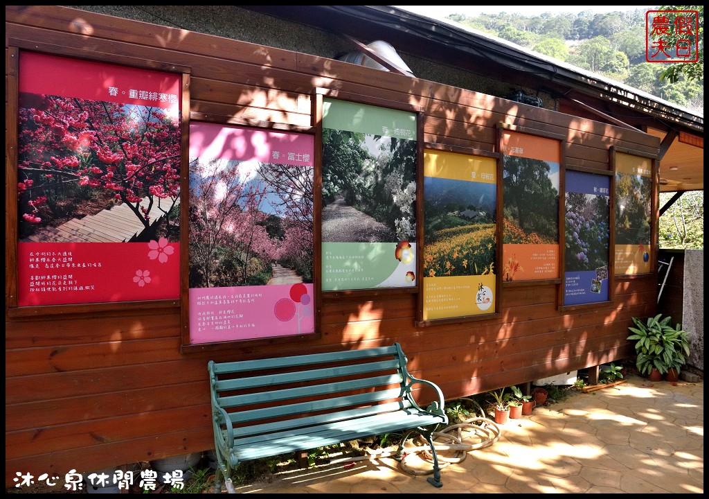 台中景點|沐心泉休閒農場．季節限定黃金楓與白雪木的浪漫大道 @假日農夫愛趴趴照