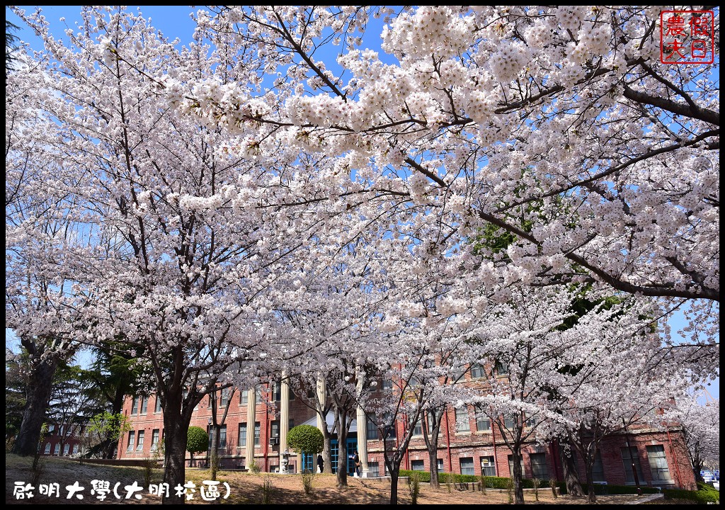 韓國大邱親子賞櫻自由行|啟明大學大明校區．韓國最美麗的十大校園之一/愛情雨拍攝地點 @假日農夫愛趴趴照