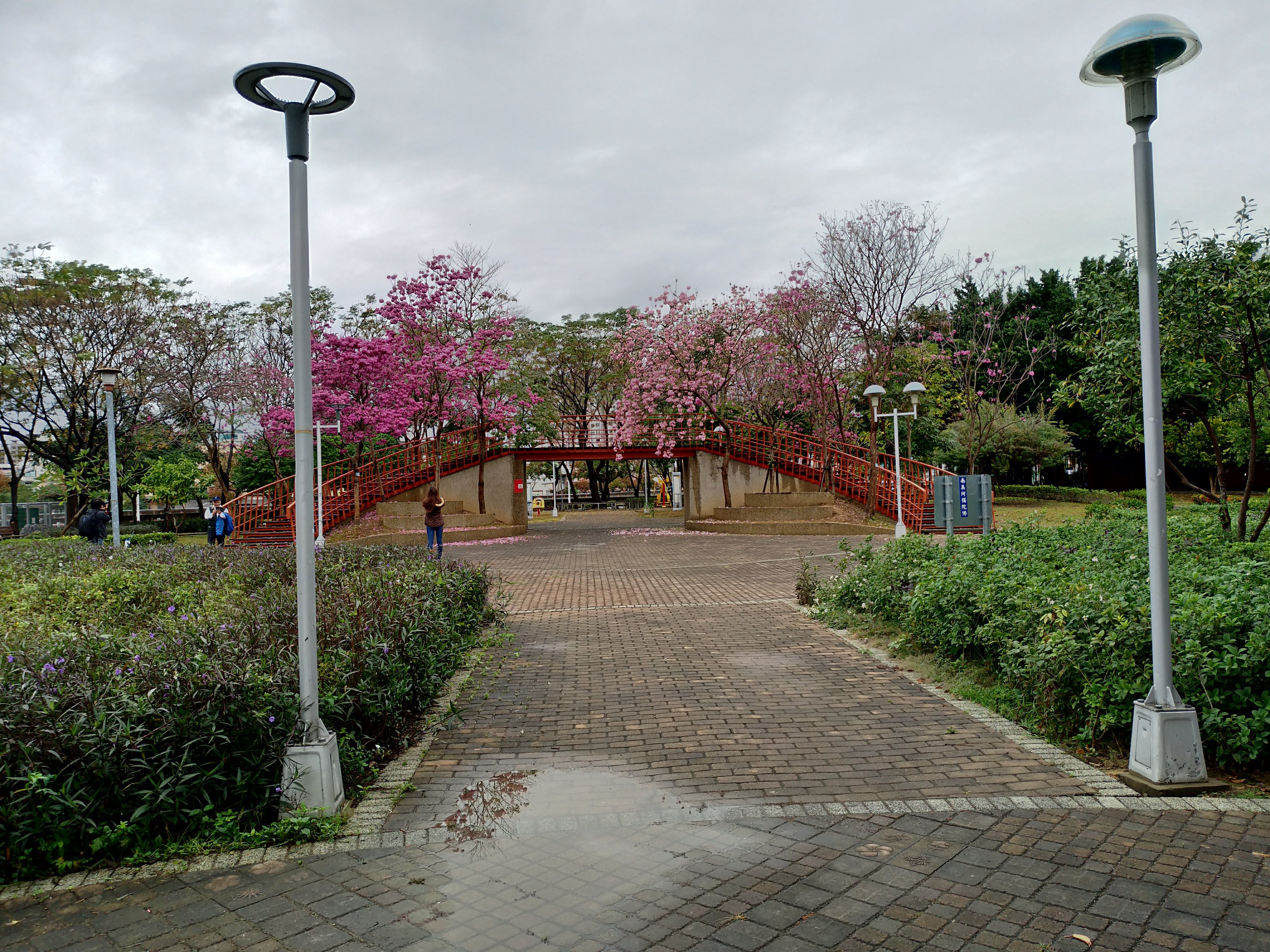 台中景點|三甲公園洋紅毛風鈴木盛開．用手機就能輕鬆拍花 @假日農夫愛趴趴照