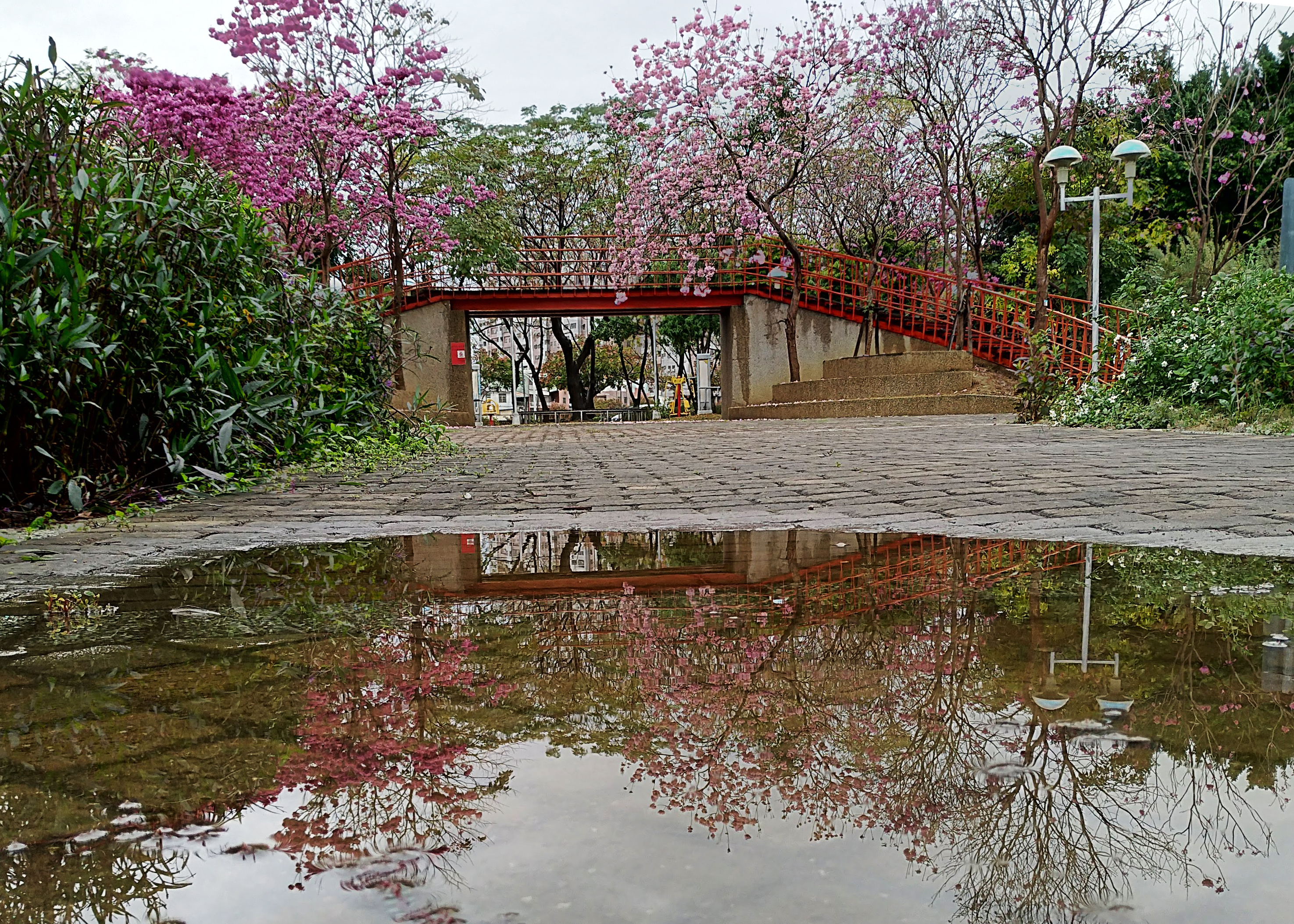 台中景點|三甲公園洋紅毛風鈴木盛開．用手機就能輕鬆拍花 @假日農夫愛趴趴照