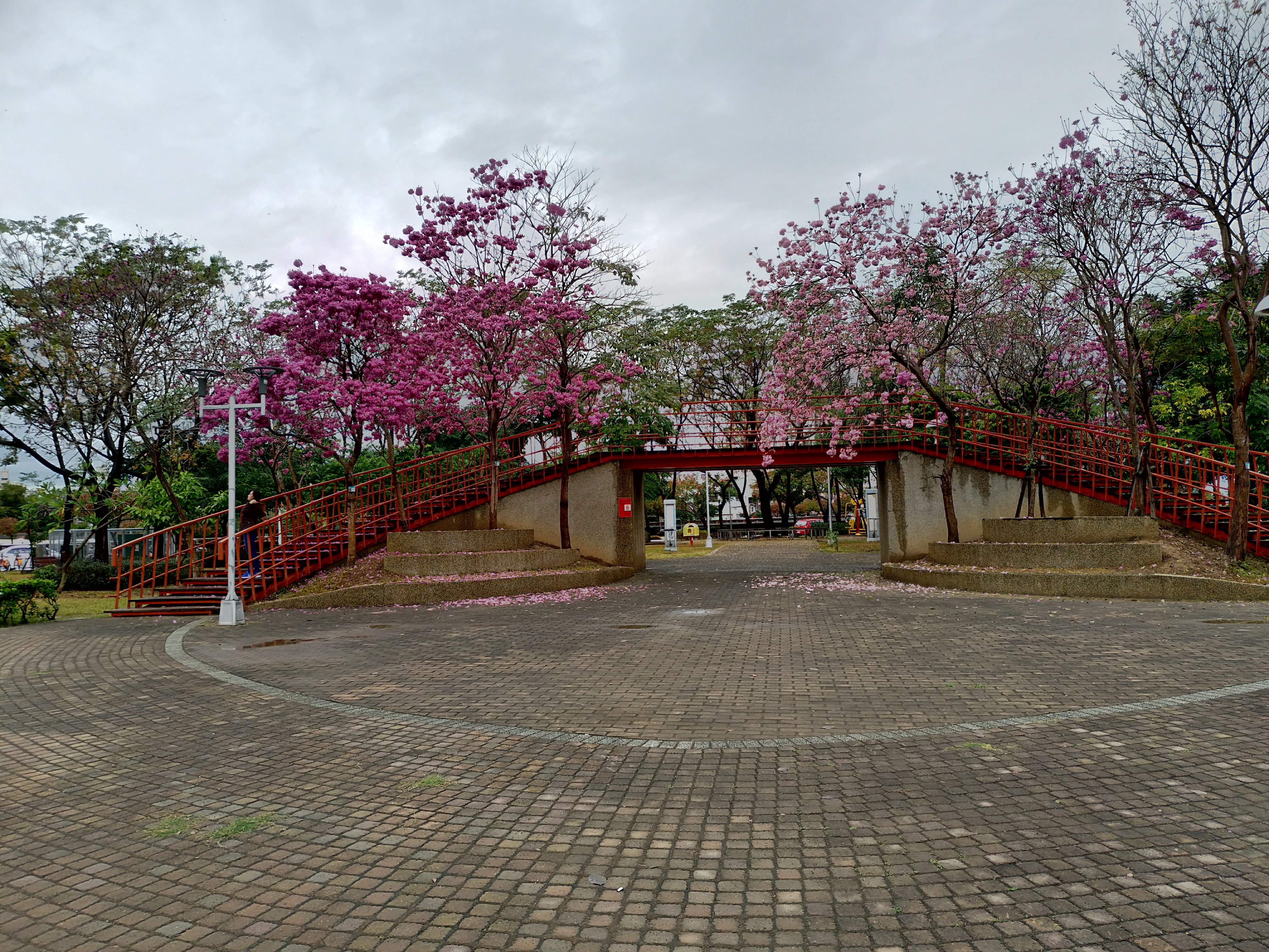 台中景點|三甲公園洋紅毛風鈴木盛開．用手機就能輕鬆拍花 @假日農夫愛趴趴照