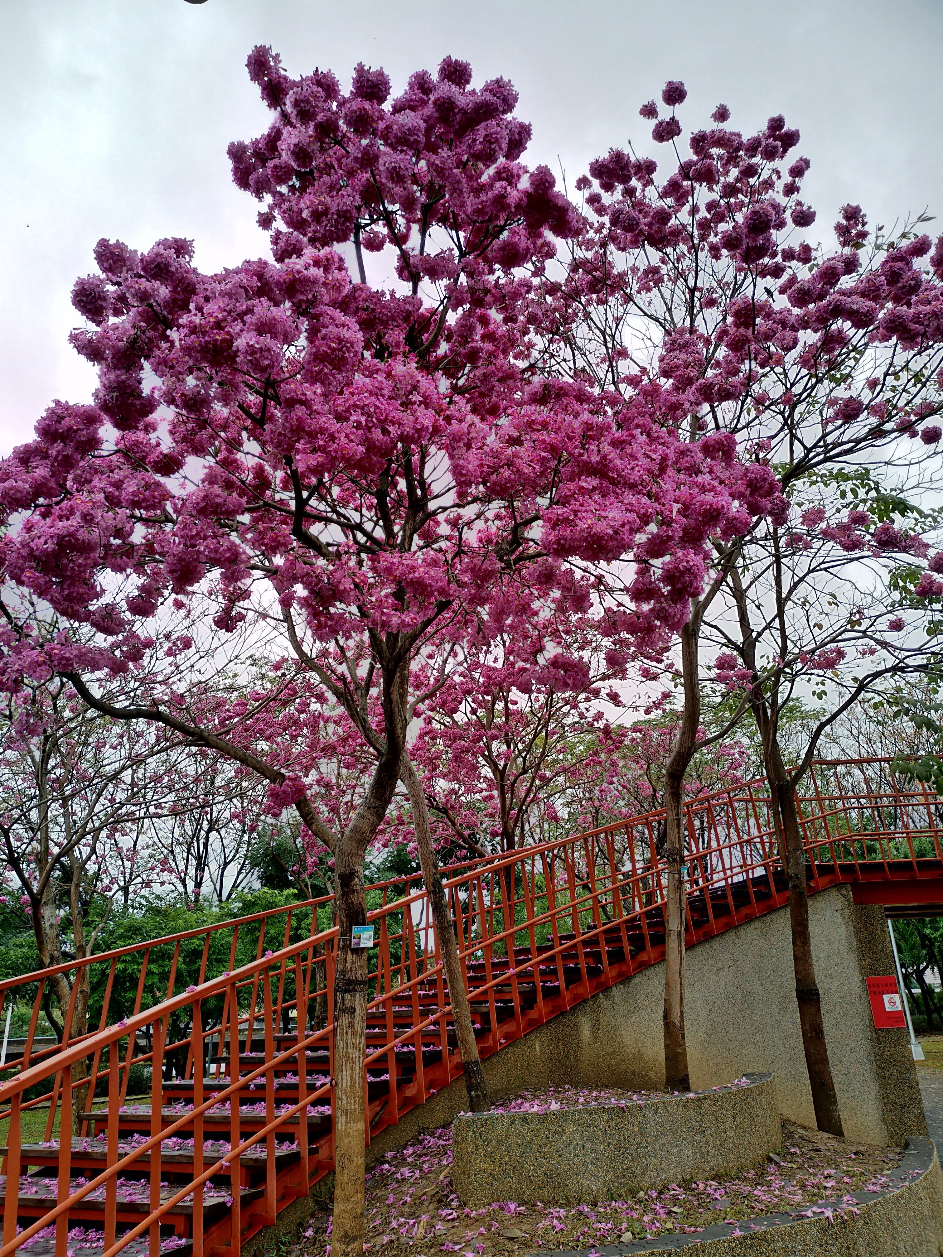 台中景點|三甲公園洋紅毛風鈴木盛開．用手機就能輕鬆拍花 @假日農夫愛趴趴照