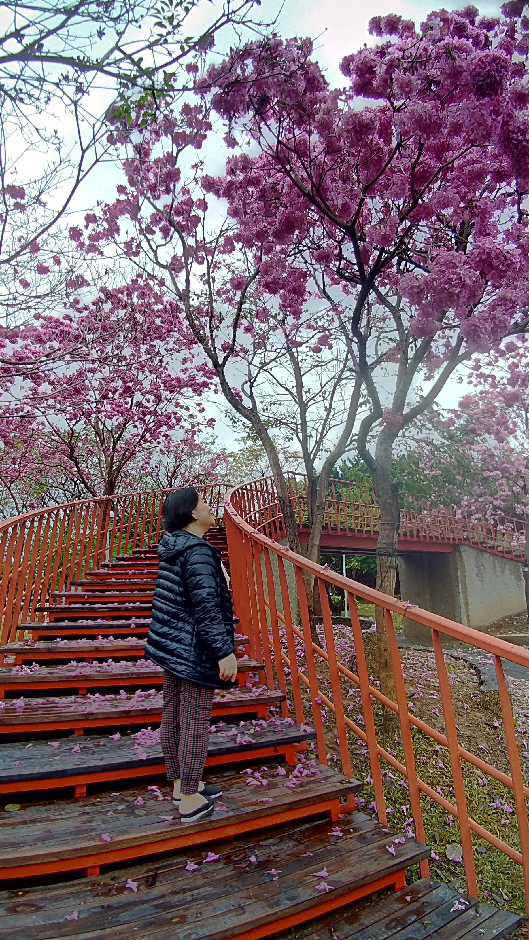 台中景點|三甲公園洋紅毛風鈴木盛開．用手機就能輕鬆拍花 @假日農夫愛趴趴照