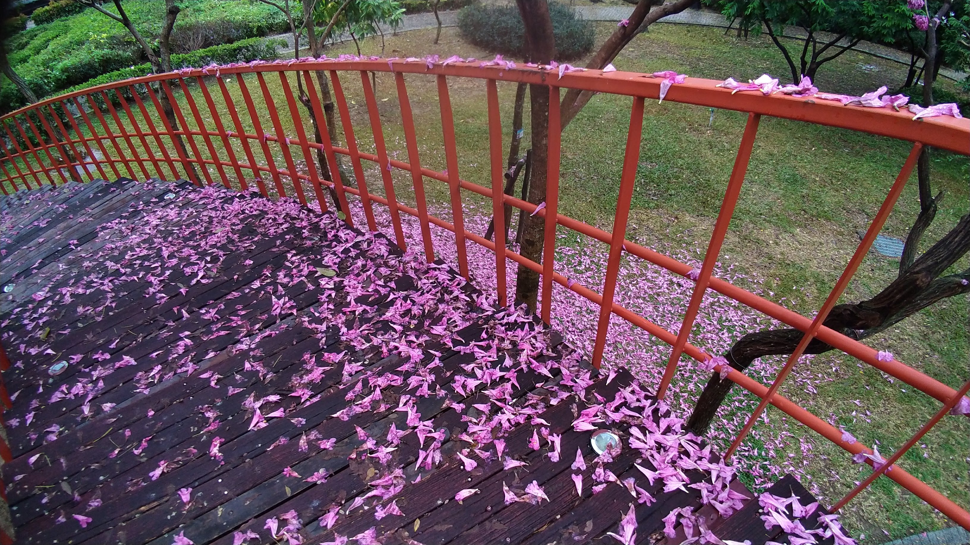 台中景點|三甲公園洋紅毛風鈴木盛開．用手機就能輕鬆拍花 @假日農夫愛趴趴照