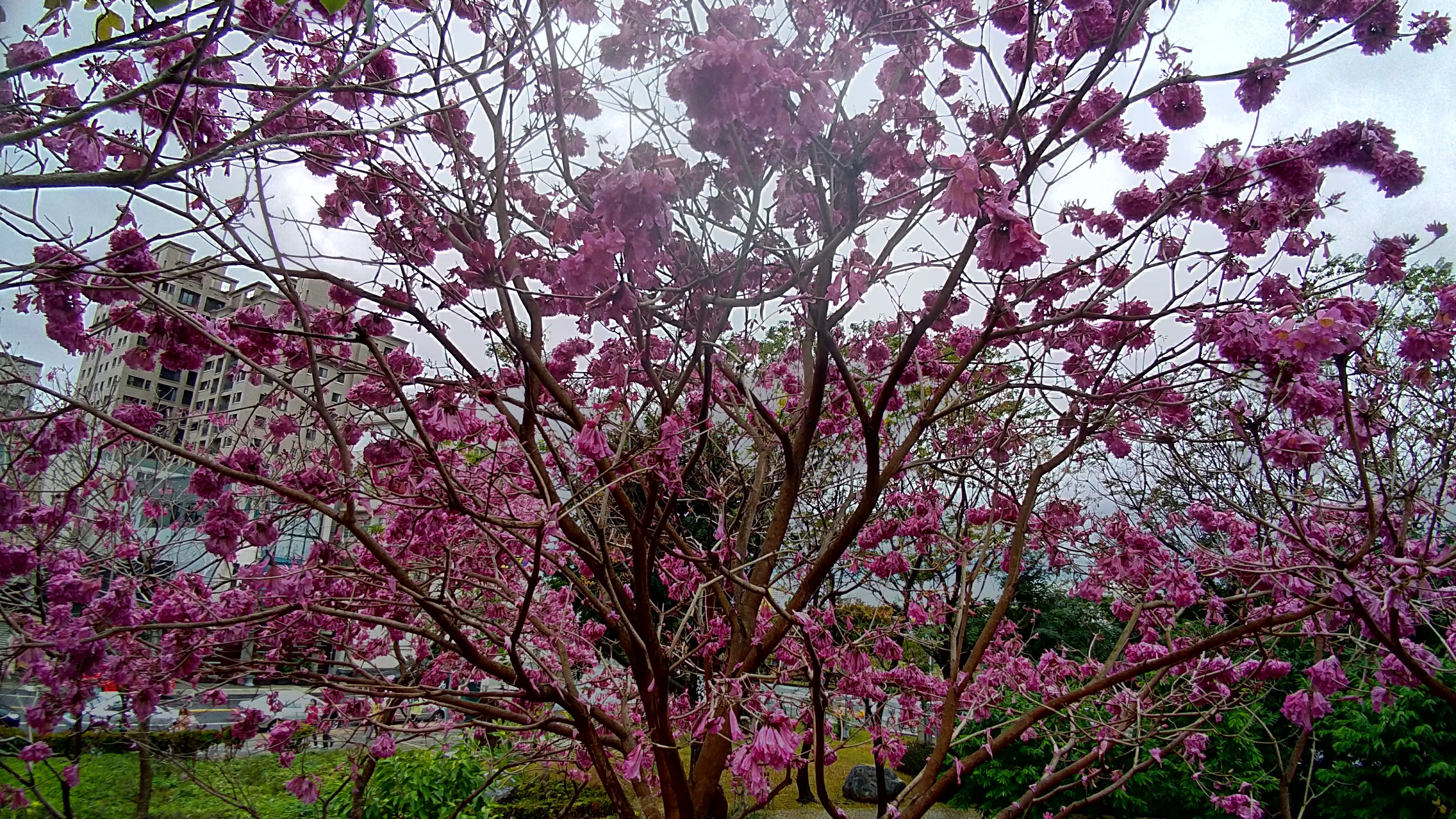 台中景點|三甲公園洋紅毛風鈴木盛開．用手機就能輕鬆拍花 @假日農夫愛趴趴照