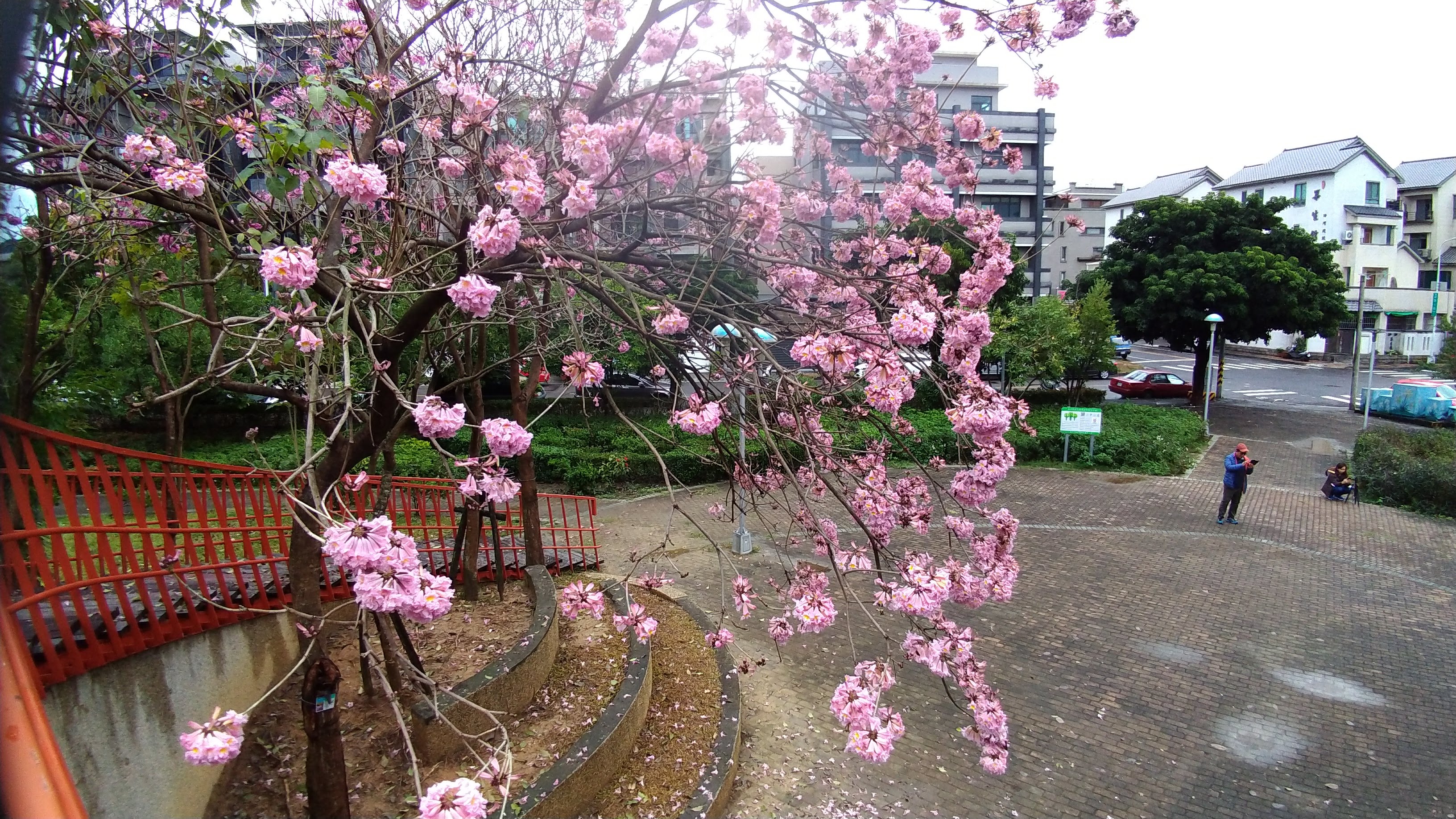 台中景點|三甲公園洋紅毛風鈴木盛開．用手機就能輕鬆拍花 @假日農夫愛趴趴照