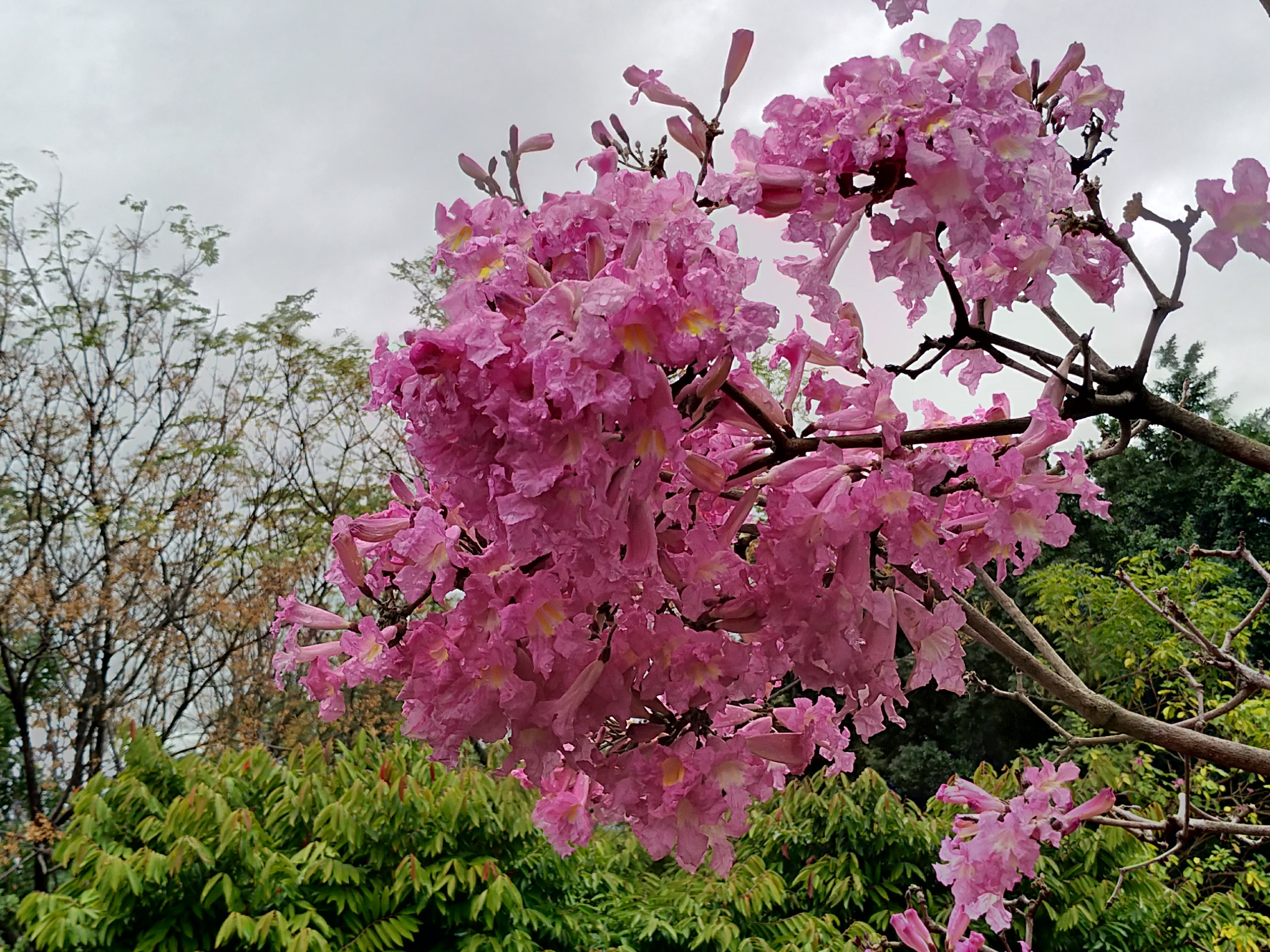 台中景點|三甲公園洋紅毛風鈴木盛開．用手機就能輕鬆拍花 @假日農夫愛趴趴照