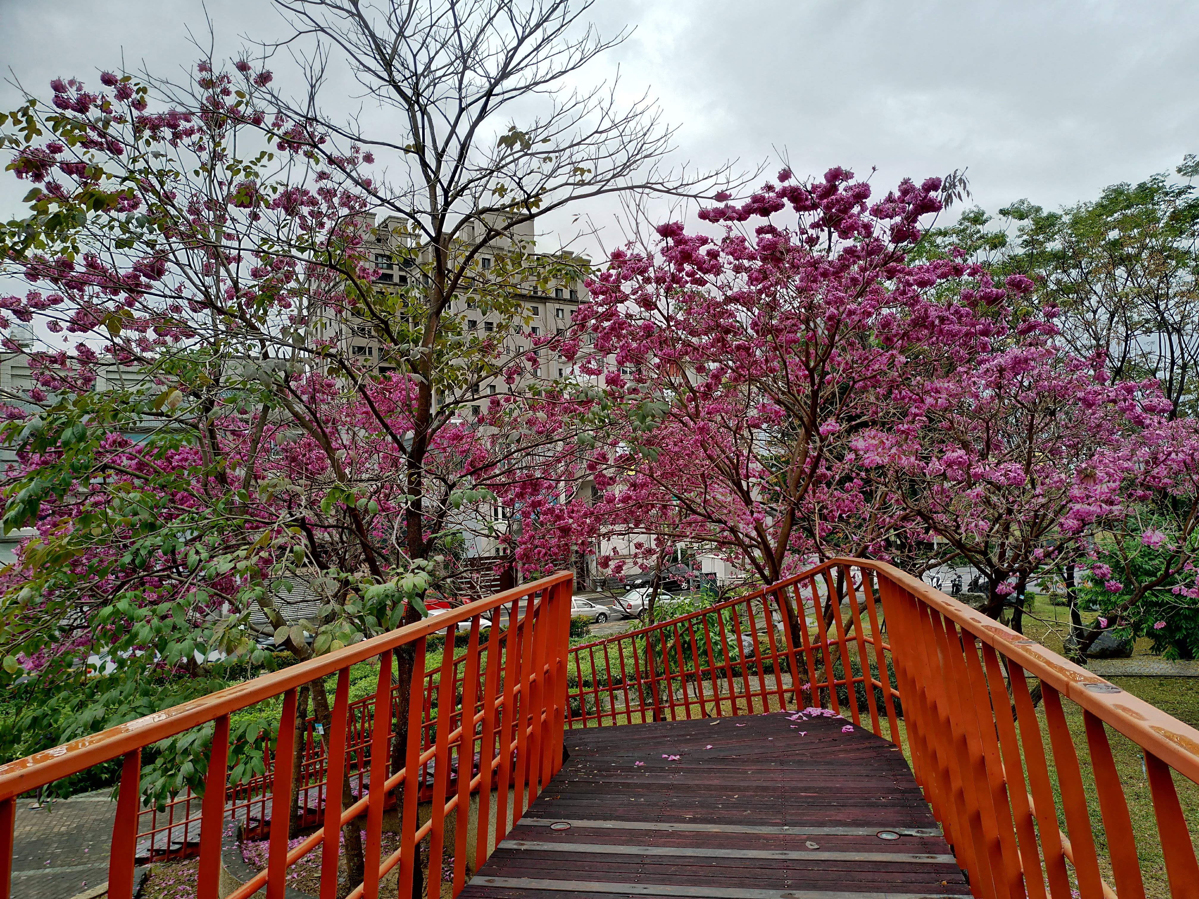 台中景點|三甲公園洋紅毛風鈴木盛開．用手機就能輕鬆拍花 @假日農夫愛趴趴照