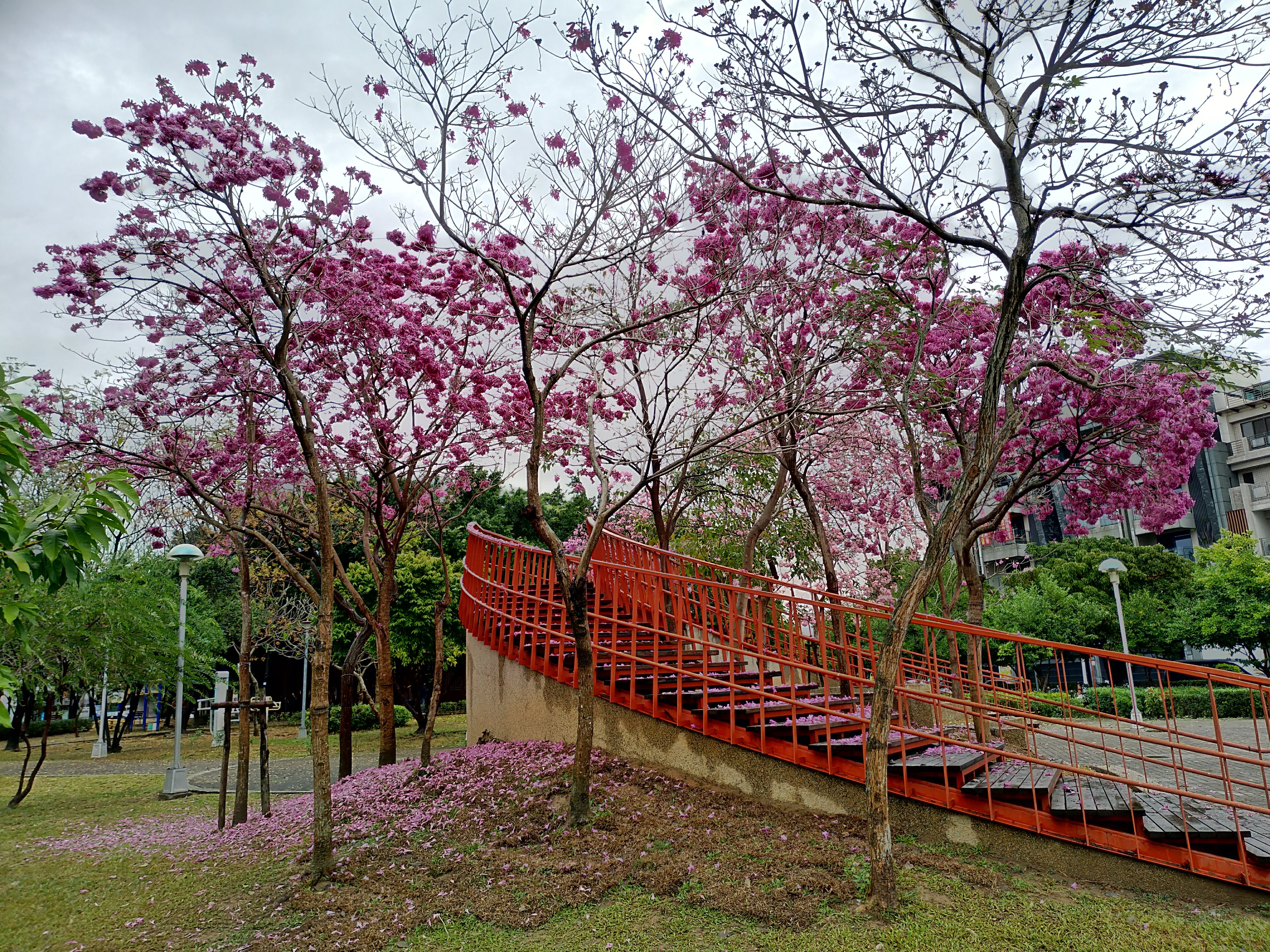 台中景點|三甲公園洋紅毛風鈴木盛開．用手機就能輕鬆拍花 @假日農夫愛趴趴照