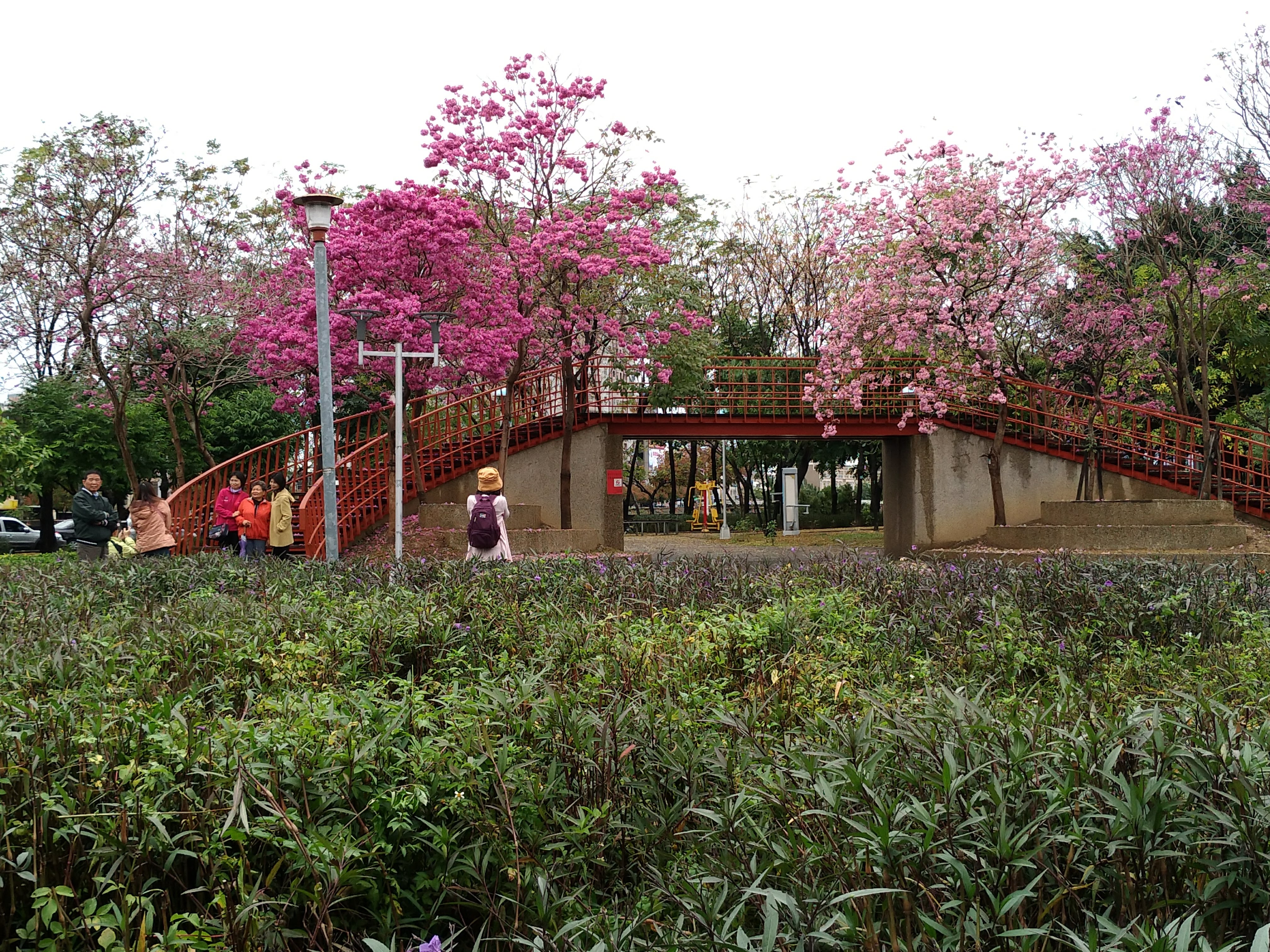 台中景點|三甲公園洋紅毛風鈴木盛開．用手機就能輕鬆拍花 @假日農夫愛趴趴照