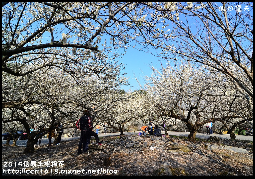 農夫愛賞花|嚴選中部賞梅花景點懶人包/風櫃斗/柳家梅園/土場梅園/梅花森林/互助國小 @假日農夫愛趴趴照