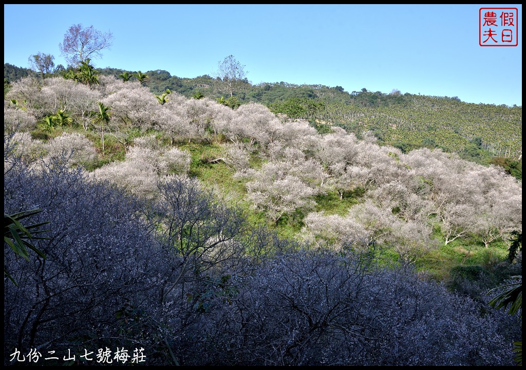 南投景點|國姓九份二山下雪了．七號梅莊梅花盛開像白雪覆蓋在山坡上/梅花秘境 @假日農夫愛趴趴照