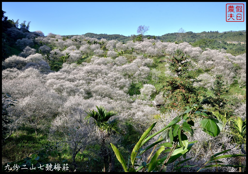 南投景點|國姓九份二山下雪了．七號梅莊梅花盛開像白雪覆蓋在山坡上/梅花秘境 @假日農夫愛趴趴照