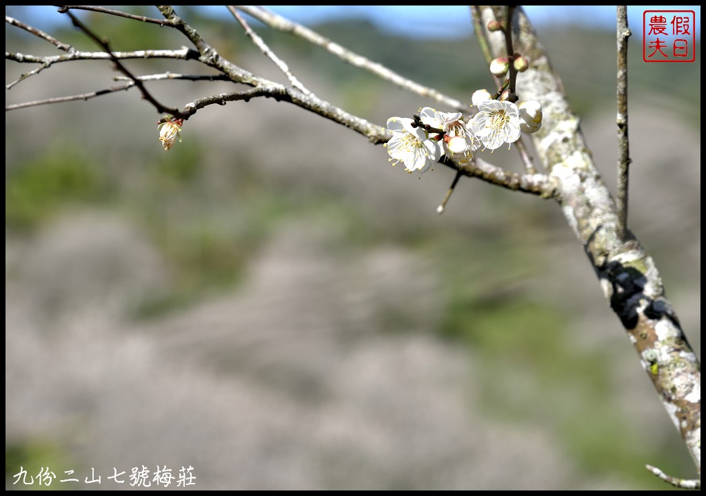 南投景點|國姓九份二山下雪了．七號梅莊梅花盛開像白雪覆蓋在山坡上/梅花秘境 @假日農夫愛趴趴照