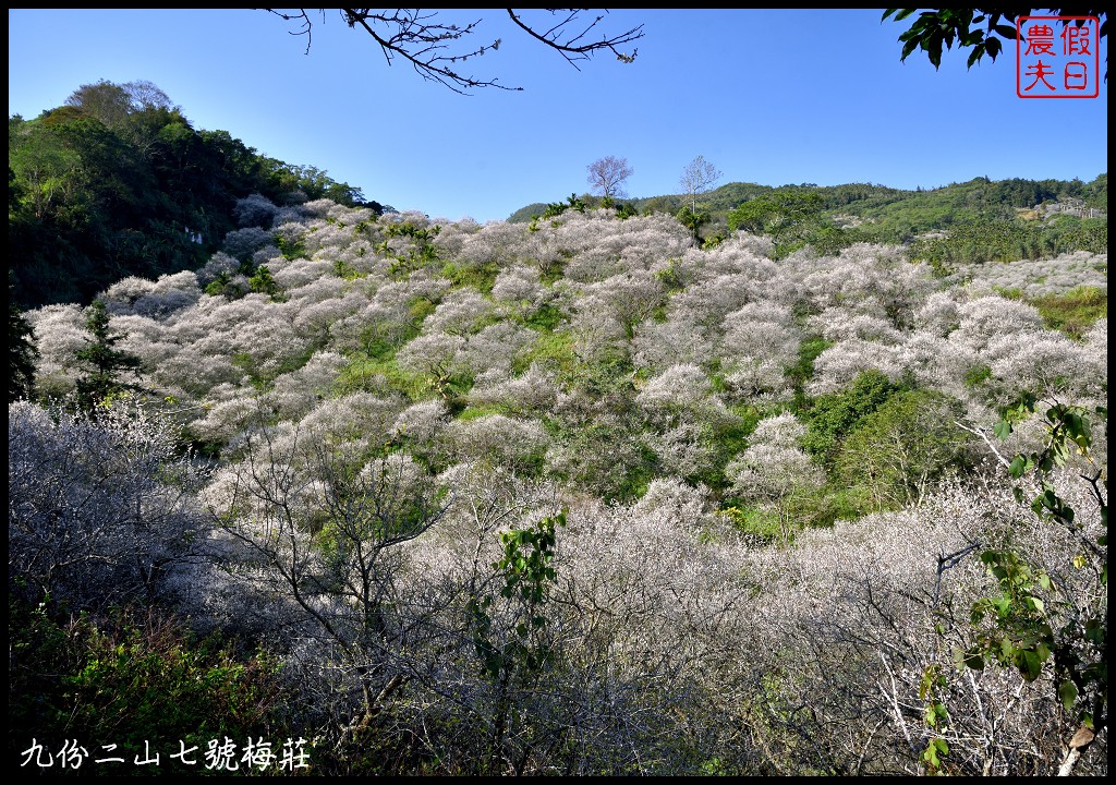 南投景點|國姓九份二山下雪了．七號梅莊梅花盛開像白雪覆蓋在山坡上/梅花秘境 @假日農夫愛趴趴照