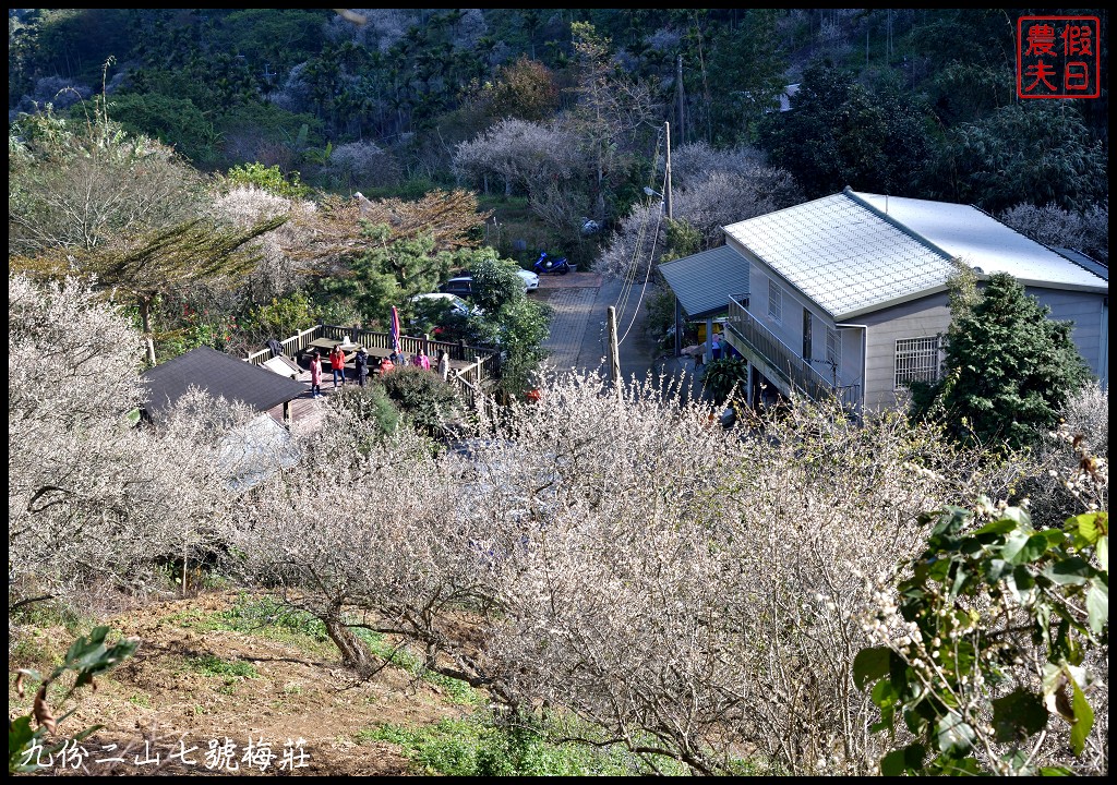 南投景點|國姓九份二山下雪了．七號梅莊梅花盛開像白雪覆蓋在山坡上/梅花秘境 @假日農夫愛趴趴照