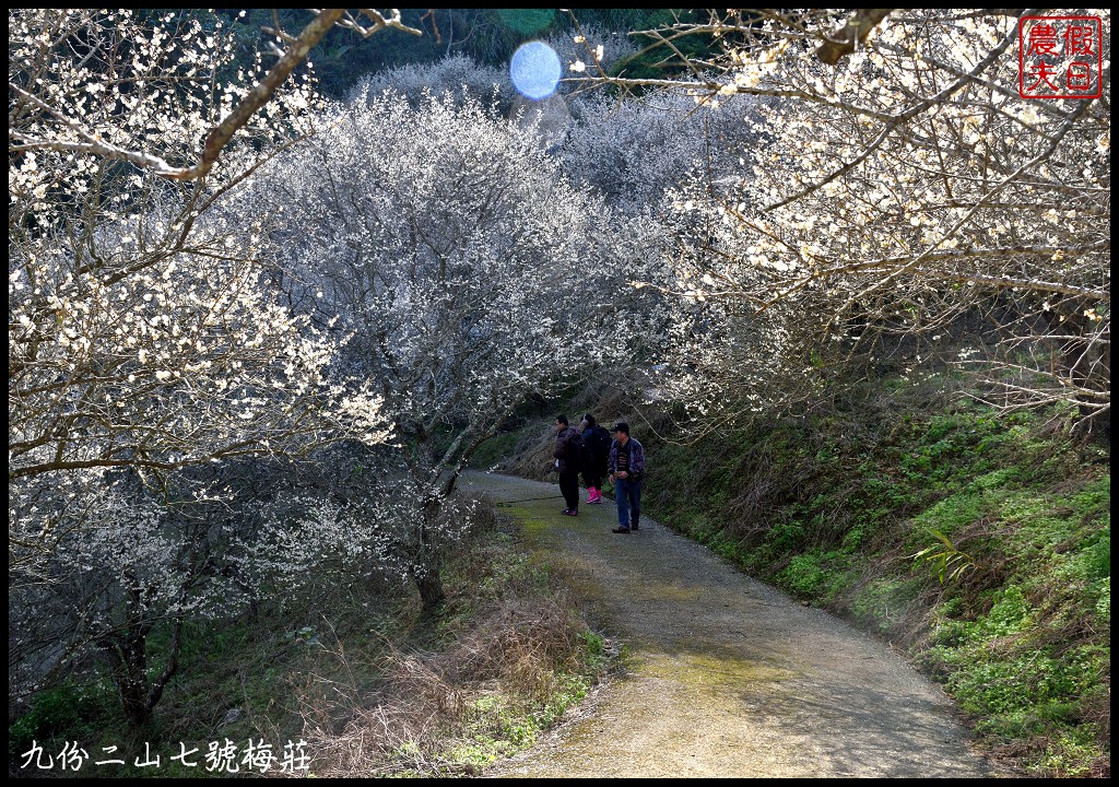 南投景點|國姓九份二山下雪了．七號梅莊梅花盛開像白雪覆蓋在山坡上/梅花秘境 @假日農夫愛趴趴照