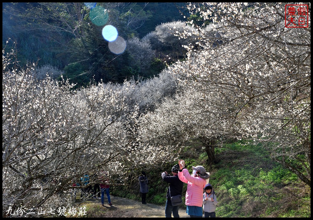 南投景點|國姓九份二山下雪了．七號梅莊梅花盛開像白雪覆蓋在山坡上/梅花秘境 @假日農夫愛趴趴照