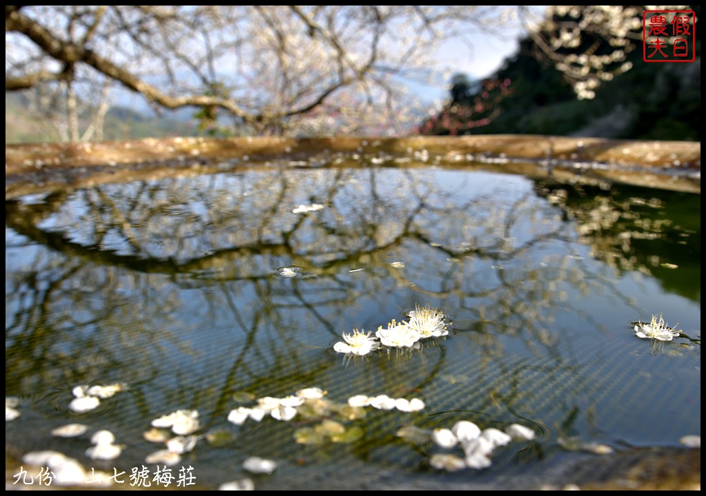 南投景點|國姓九份二山下雪了．七號梅莊梅花盛開像白雪覆蓋在山坡上/梅花秘境 @假日農夫愛趴趴照