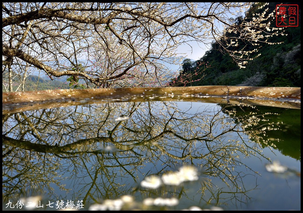 南投景點|國姓九份二山下雪了．七號梅莊梅花盛開像白雪覆蓋在山坡上/梅花秘境 @假日農夫愛趴趴照