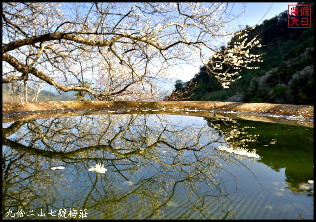 南投景點|國姓九份二山下雪了．七號梅莊梅花盛開像白雪覆蓋在山坡上/梅花秘境 @假日農夫愛趴趴照