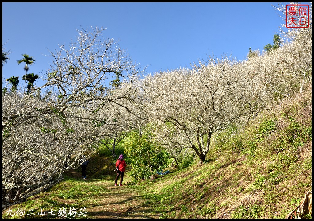 南投景點|國姓九份二山下雪了．七號梅莊梅花盛開像白雪覆蓋在山坡上/梅花秘境 @假日農夫愛趴趴照