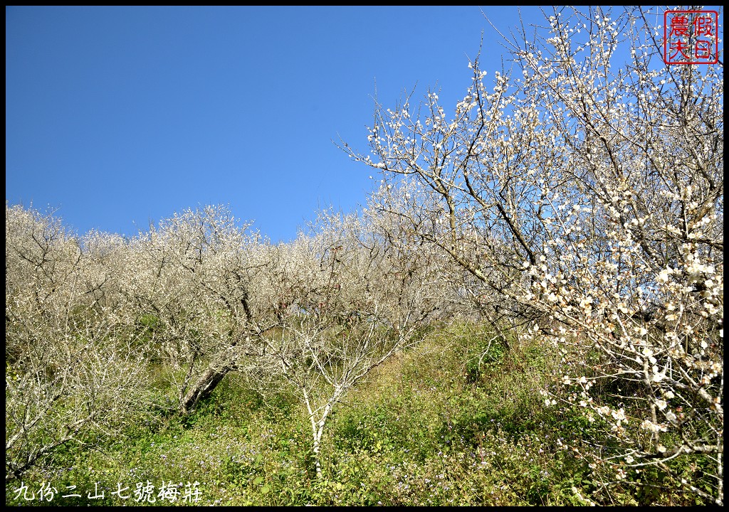 南投景點|國姓九份二山下雪了．七號梅莊梅花盛開像白雪覆蓋在山坡上/梅花秘境 @假日農夫愛趴趴照