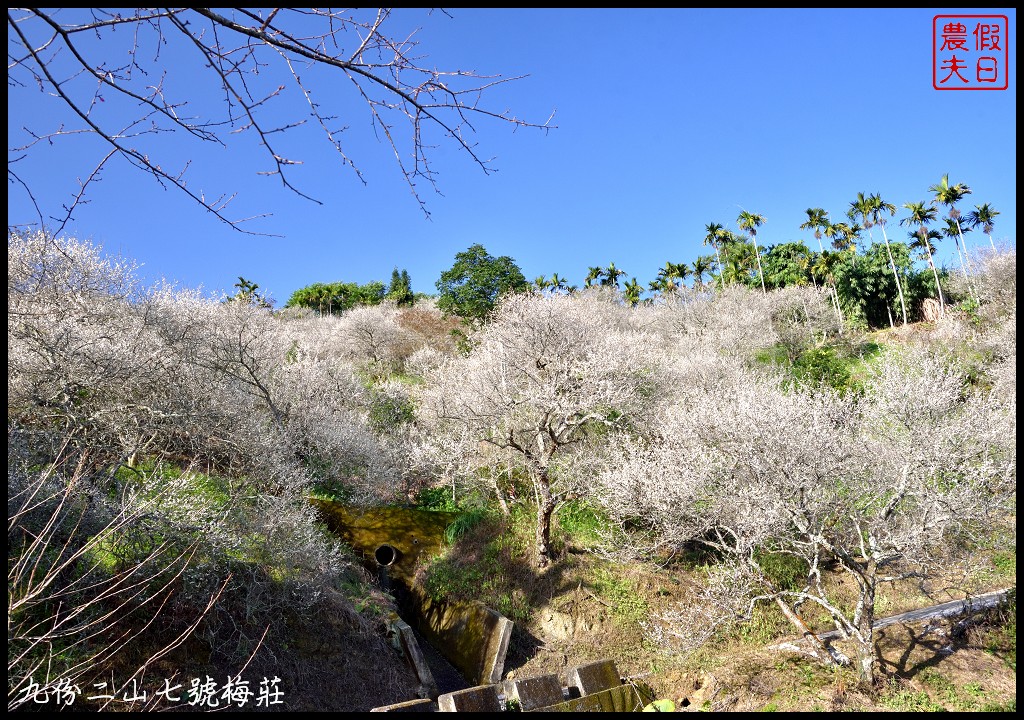 南投景點|國姓九份二山下雪了．七號梅莊梅花盛開像白雪覆蓋在山坡上/梅花秘境 @假日農夫愛趴趴照