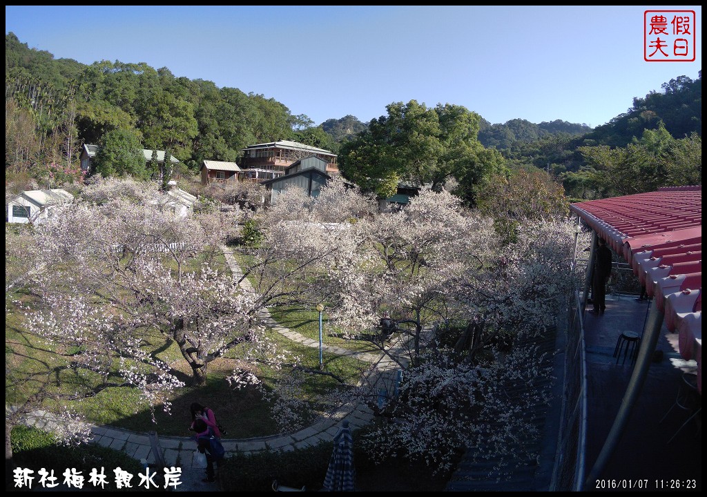 台中景點|新社梅林親水岸．免爬山開車就到輕鬆賞梅/賞梅秘境/一日遊/中部景點/台中半日遊 @假日農夫愛趴趴照