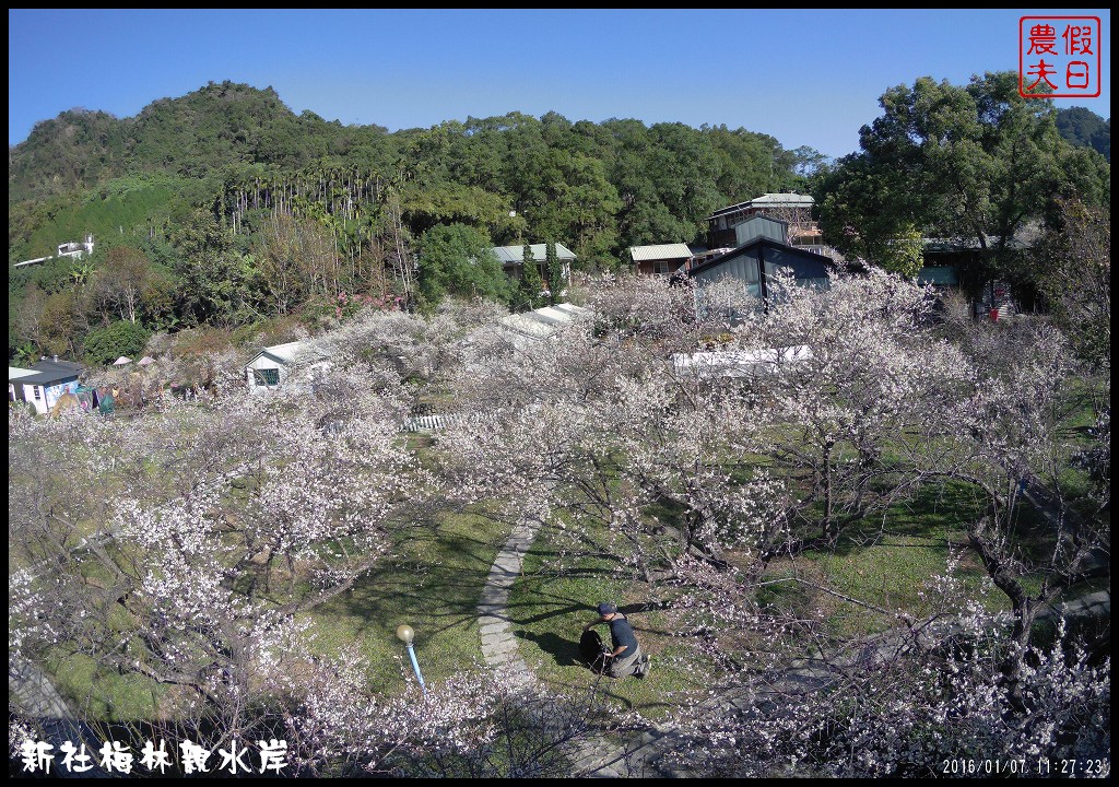 台中景點|新社梅林親水岸．免爬山開車就到輕鬆賞梅/賞梅秘境/一日遊/中部景點/台中半日遊 @假日農夫愛趴趴照