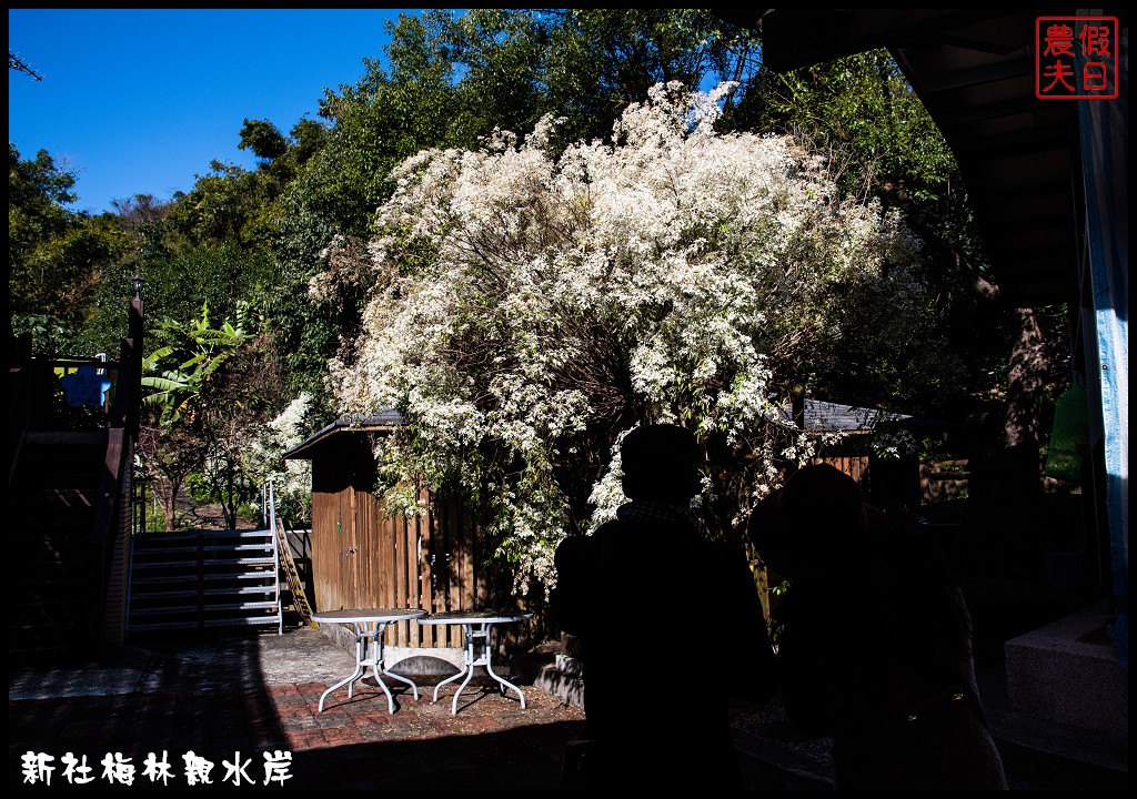 台中景點|新社梅林親水岸．免爬山開車就到輕鬆賞梅/賞梅秘境/一日遊/中部景點/台中半日遊 @假日農夫愛趴趴照