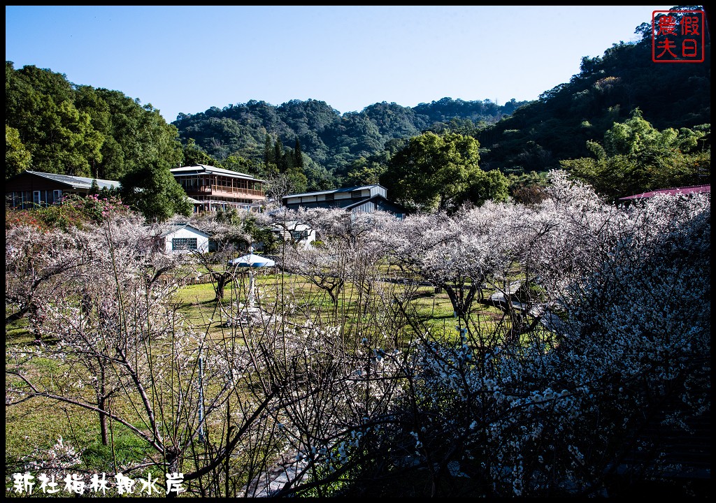 台中景點|新社梅林親水岸．免爬山開車就到輕鬆賞梅/賞梅秘境/一日遊/中部景點/台中半日遊 @假日農夫愛趴趴照